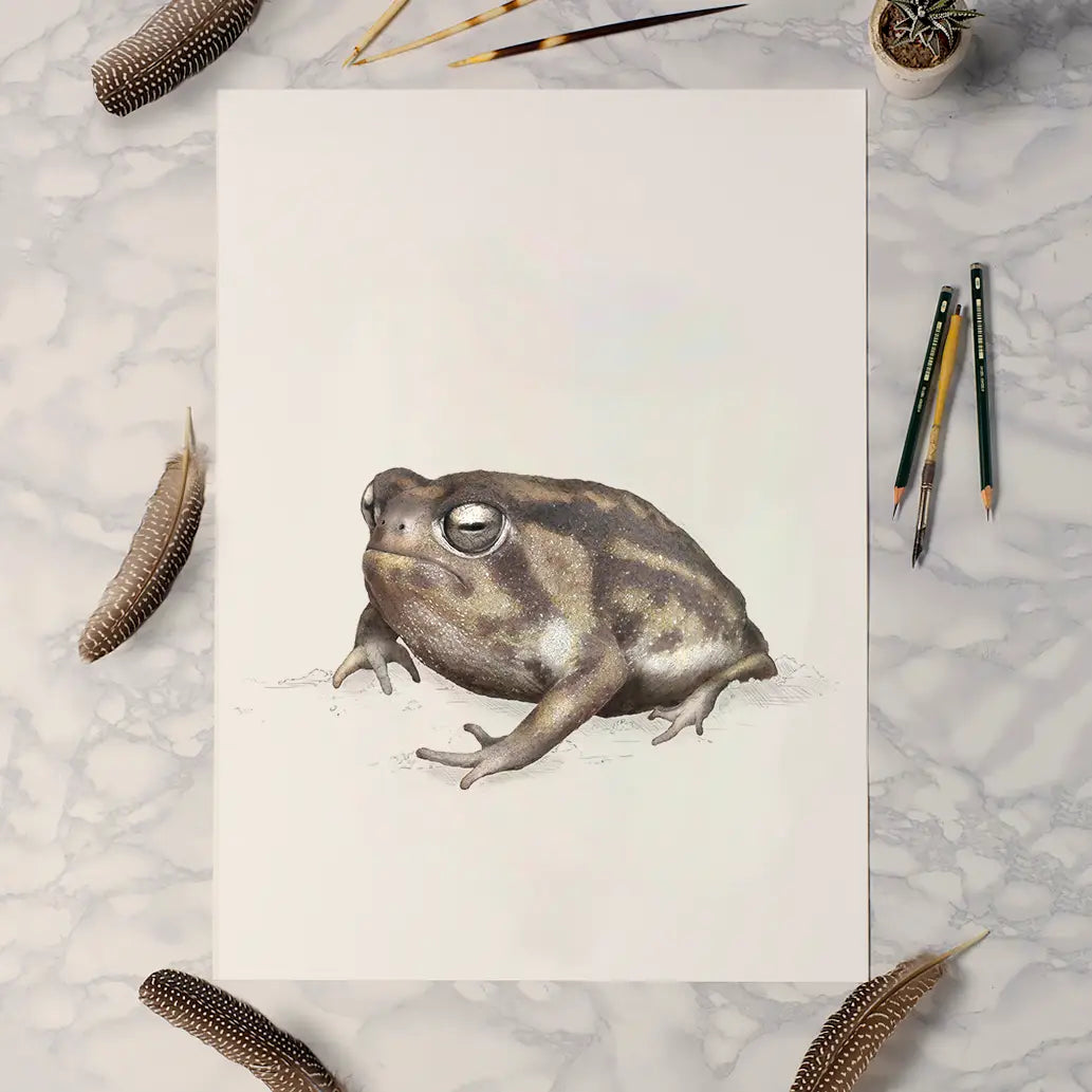 Namagua Frog print by Ben Rothery