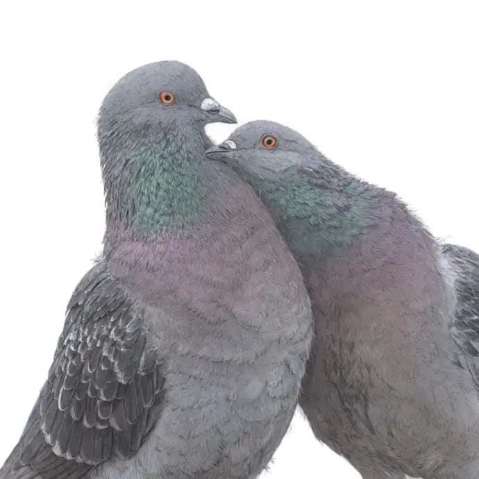 Love birds pigeon print by Ben Rothery