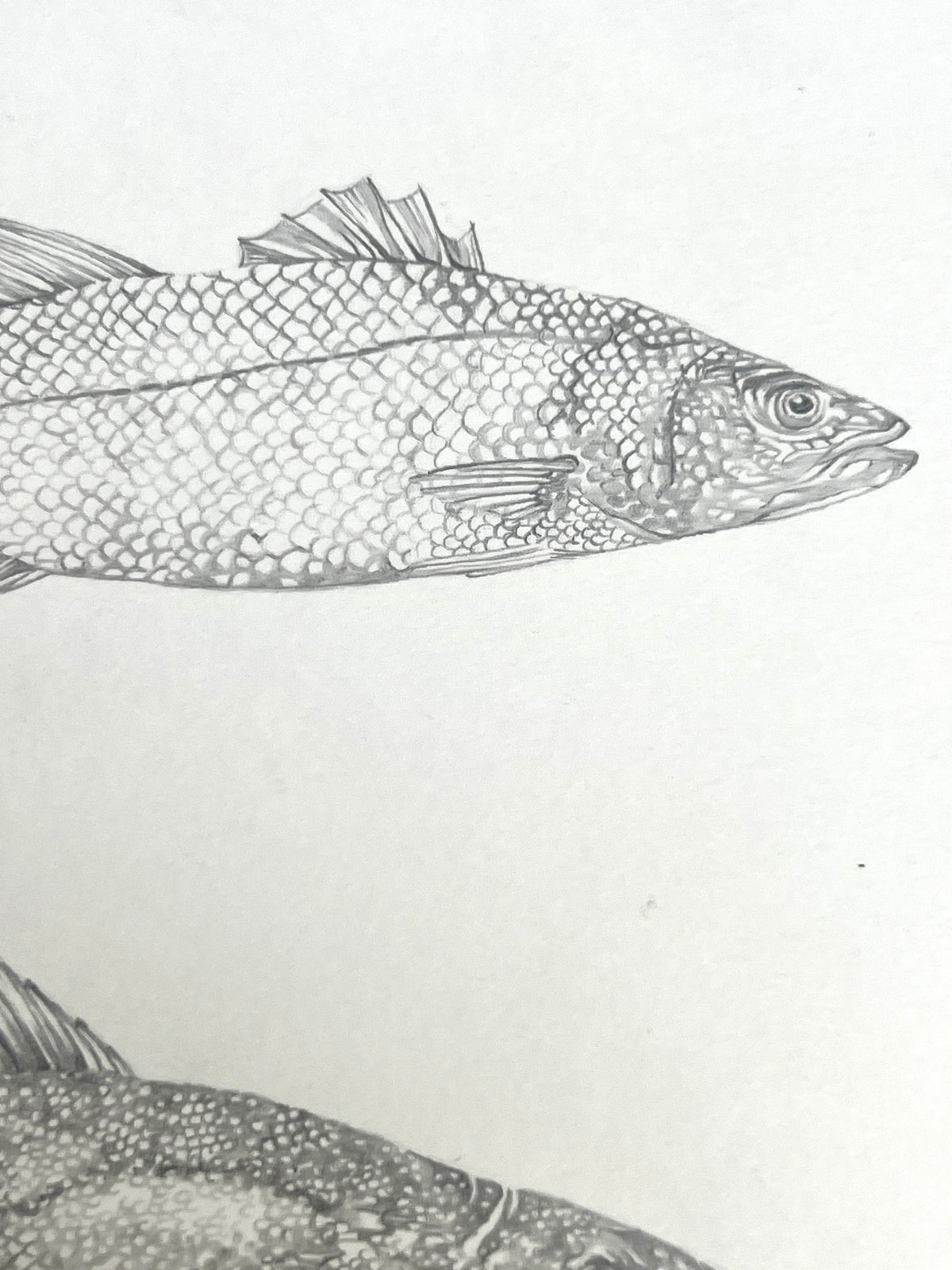 Lauren Fitton original artwork - fish species
