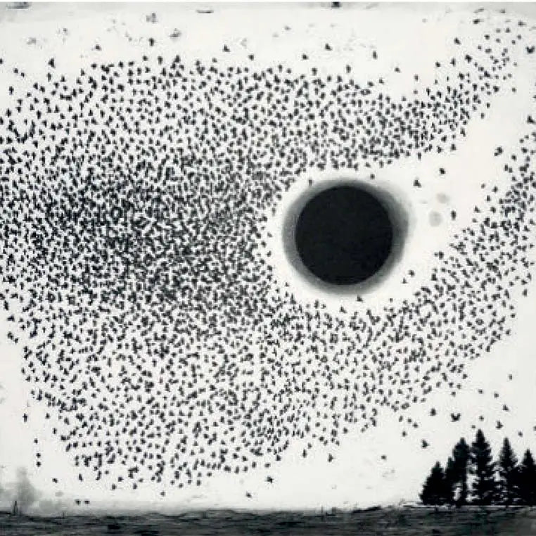Fiona Watson greetings card - dark sun murmurationn