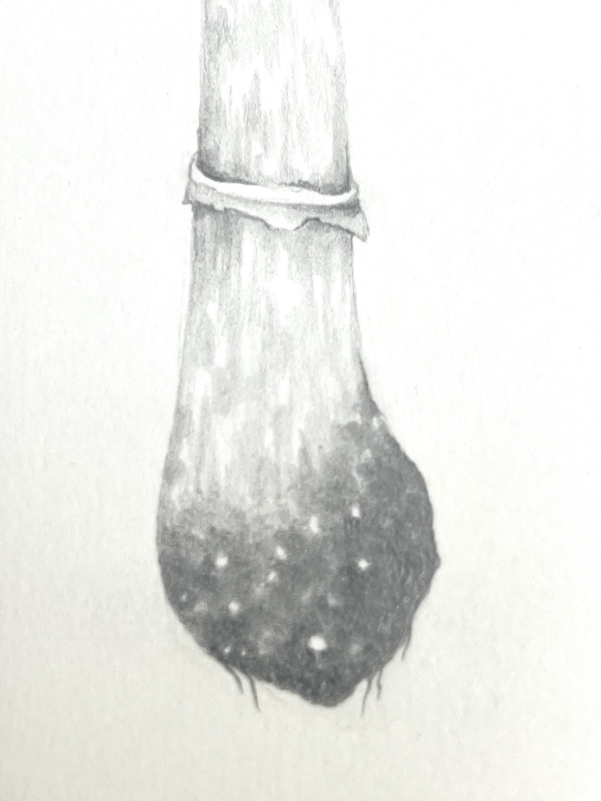 Lauren Fitton original artwork mushroom drawing