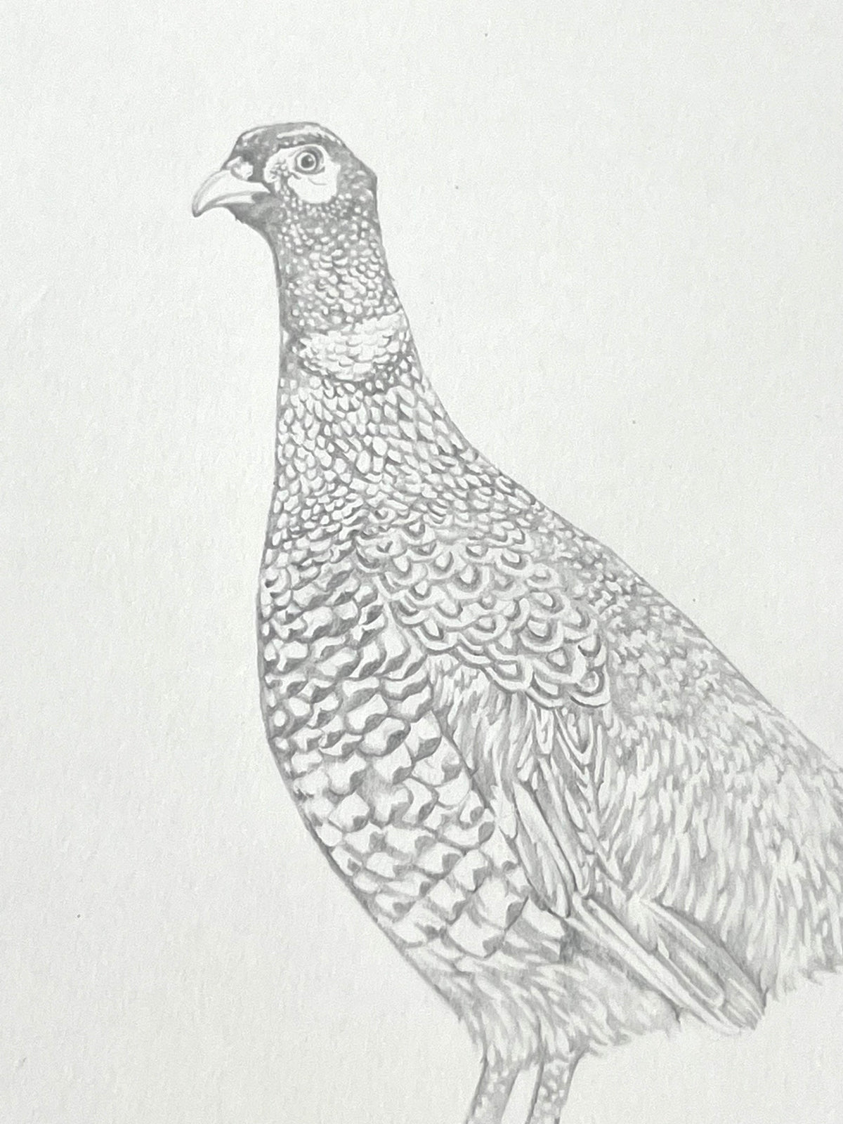 Lauren Fitton original artwork pheasant drawing