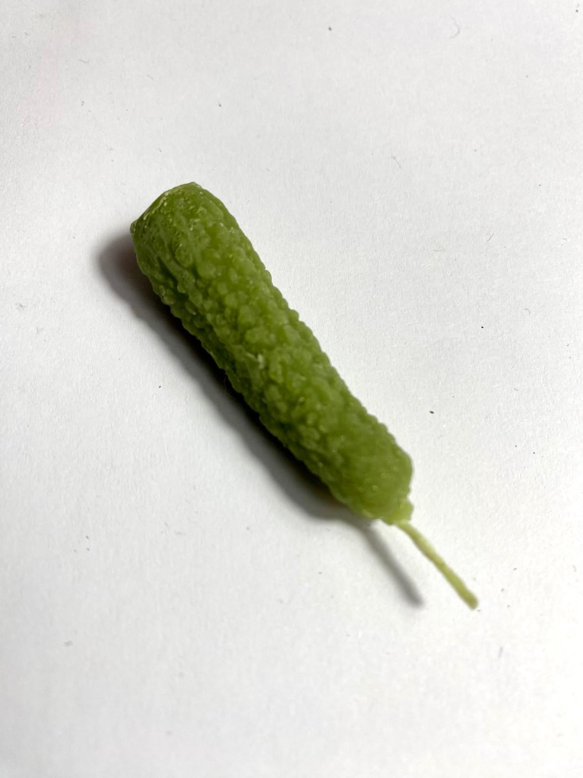 Handmade beeswax  gherkin cornichon candle