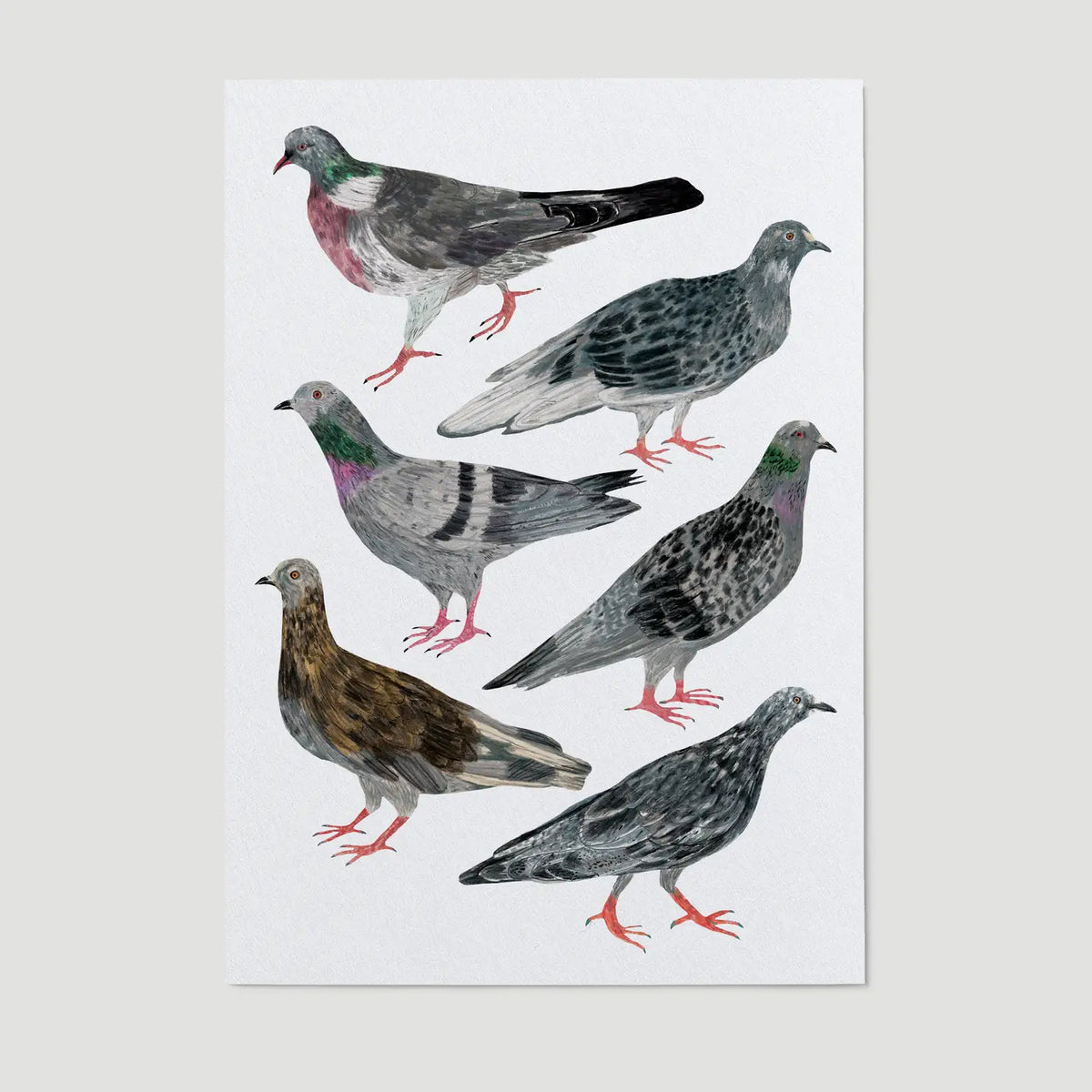 Pigeon A4 print  by James Barker