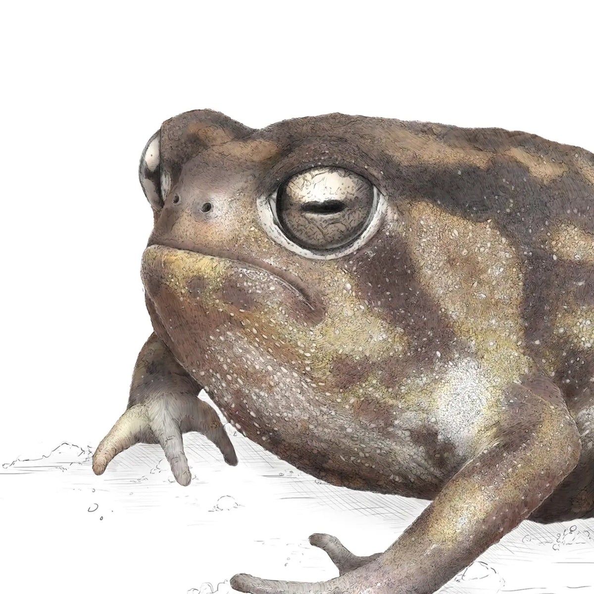 Namagua Frog print by Ben Rothery