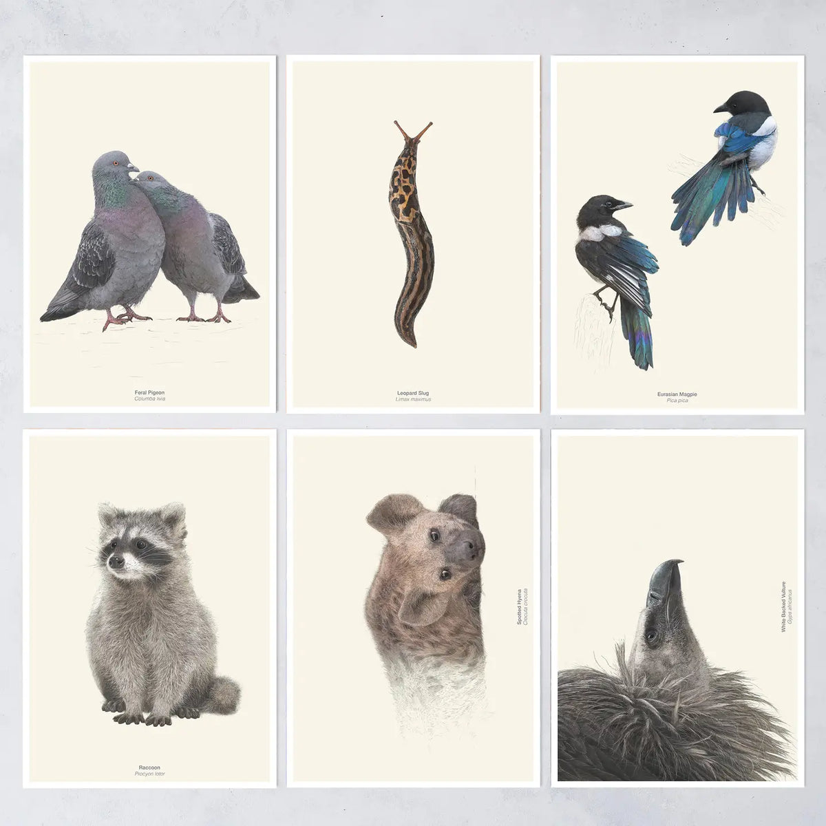 Unloved animals postcard set  by Ben Rothery