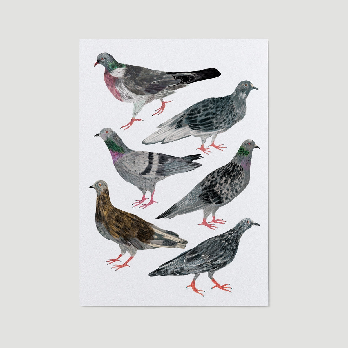 Pigeon A4 print  by James Barker