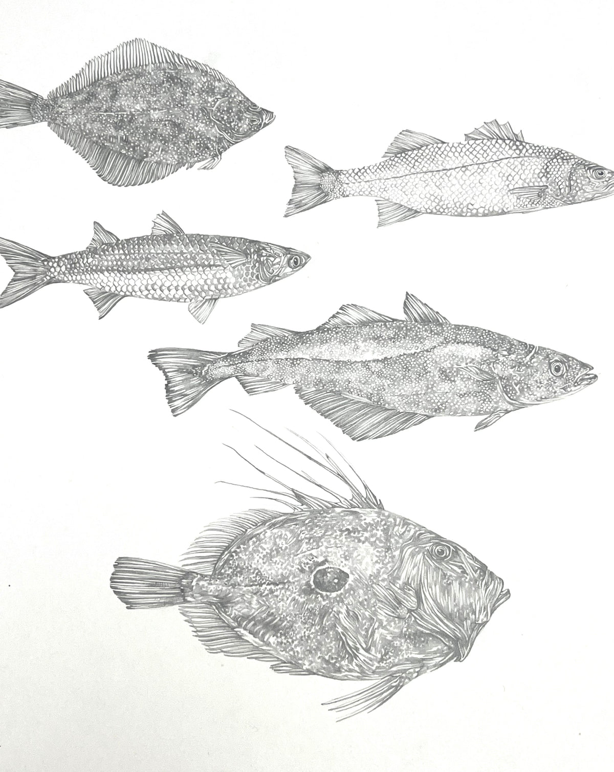 Lauren Fitton original artwork - fish species