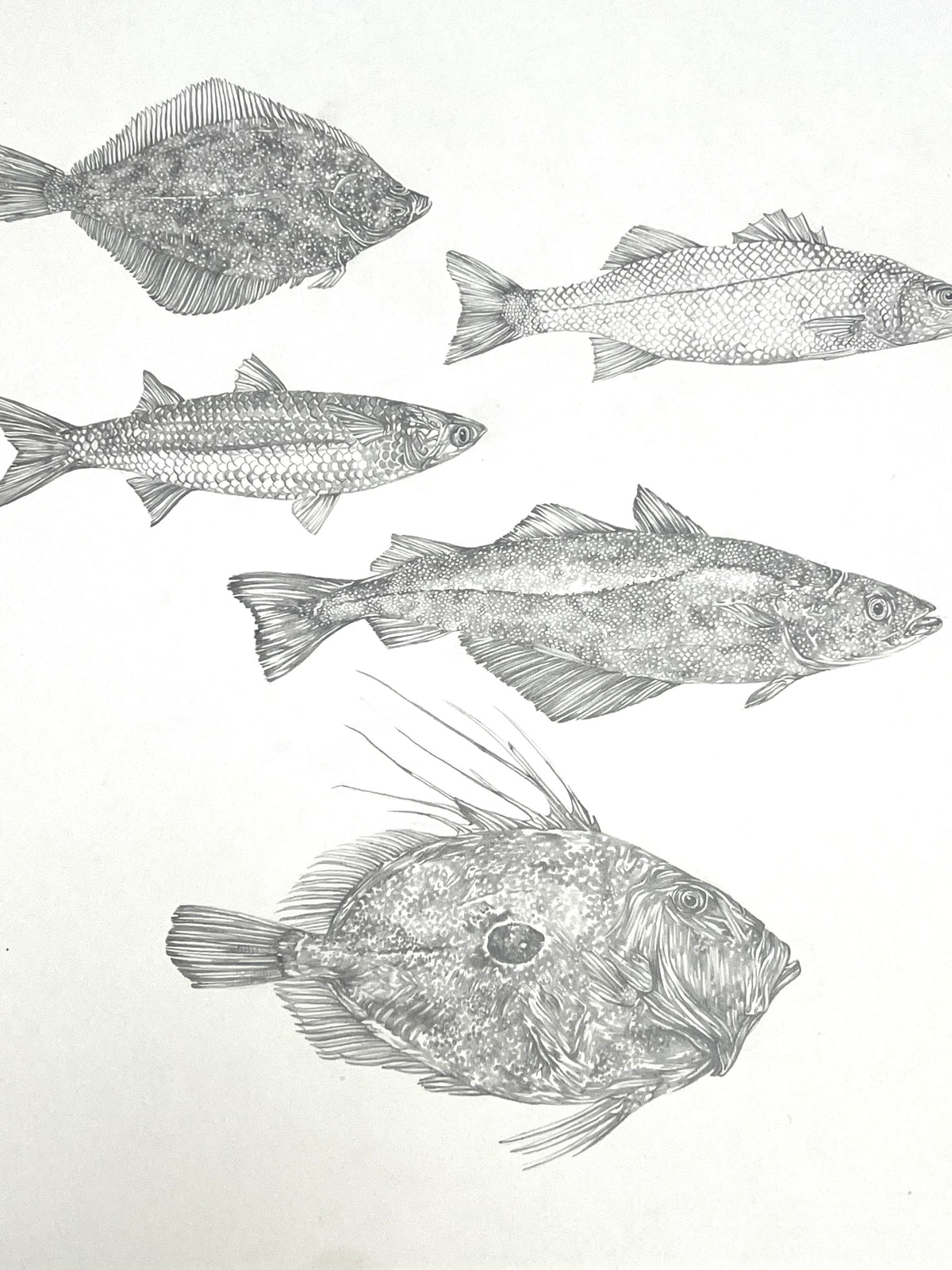 Lauren Fitton original artwork - fish species