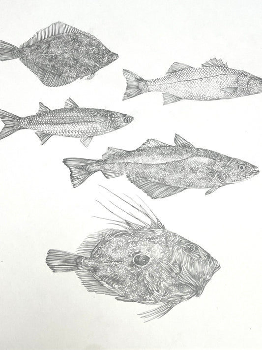 Lauren Fitton original artwork - fish species