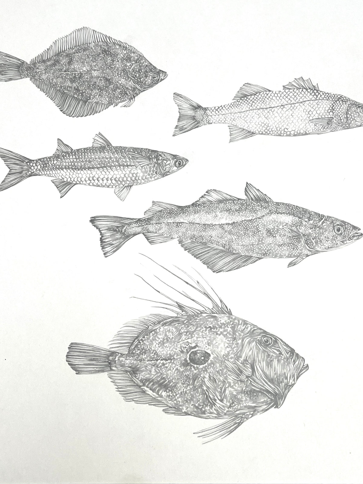 Lauren Fitton original artwork - fish species