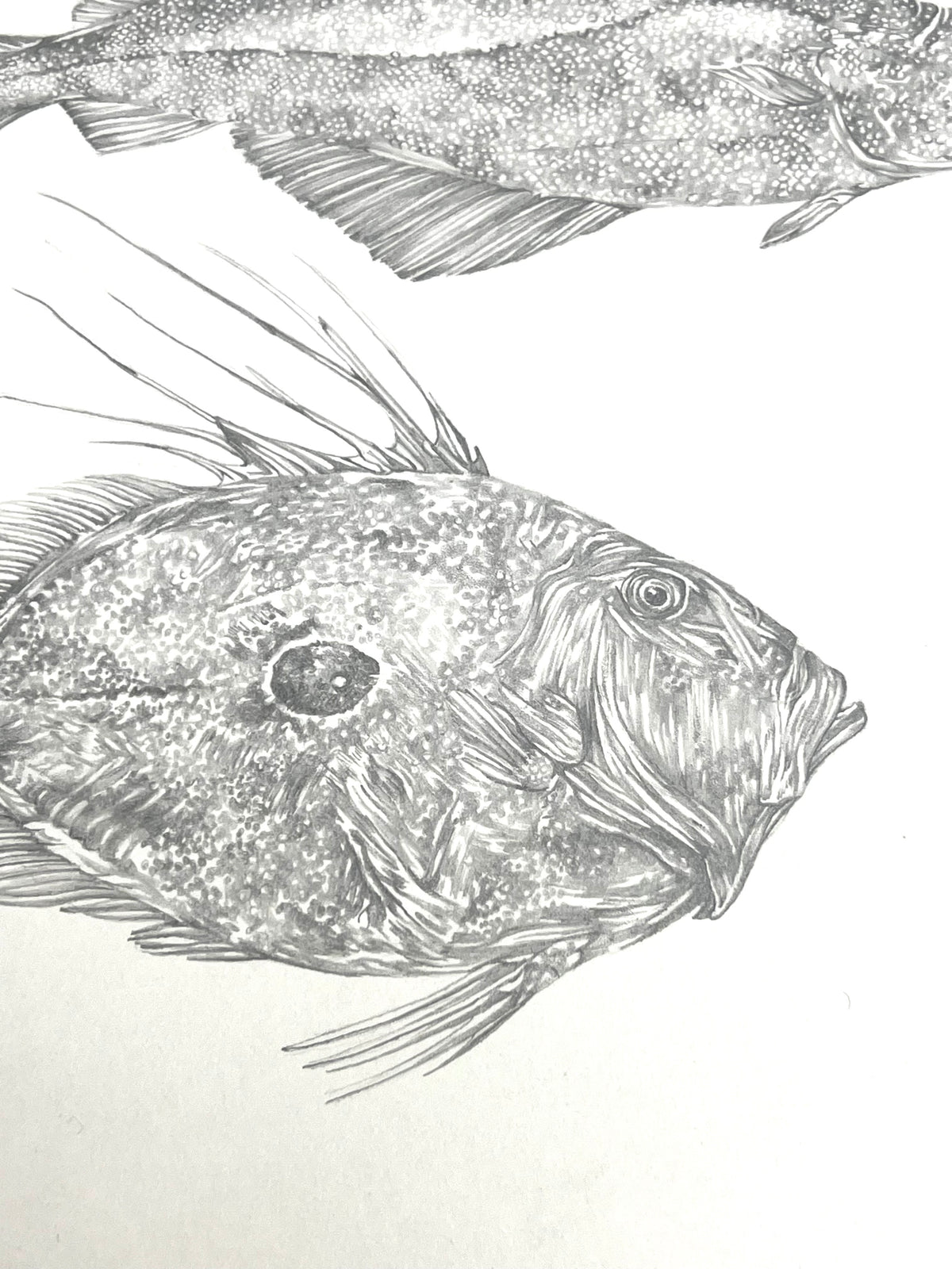 Lauren Fitton original artwork - fish species