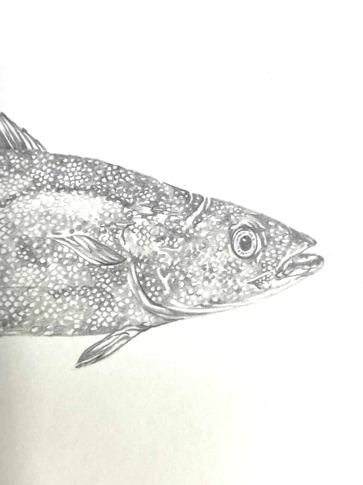 Lauren Fitton original artwork - fish species