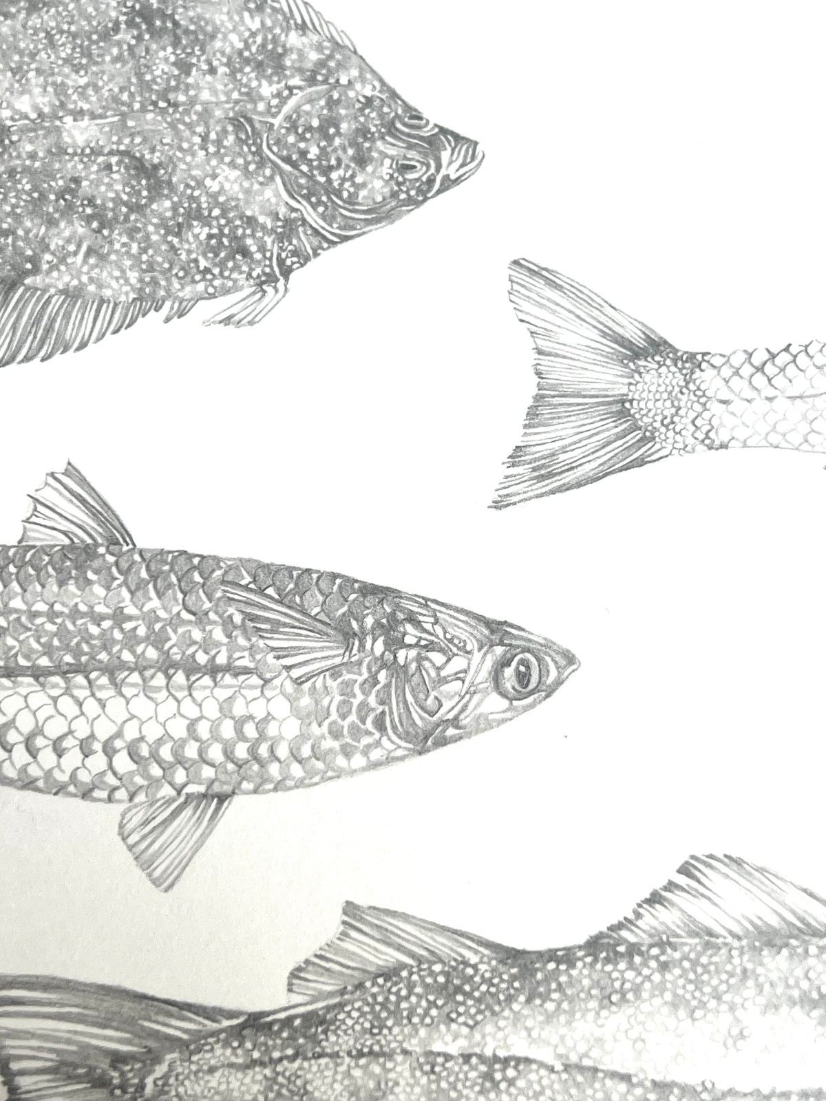 Lauren Fitton original artwork - fish species
