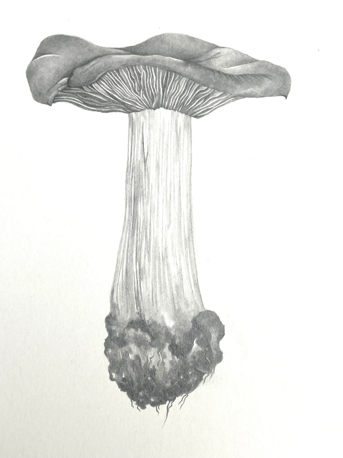 Lauren Fitton original artwork mushroom  drawing