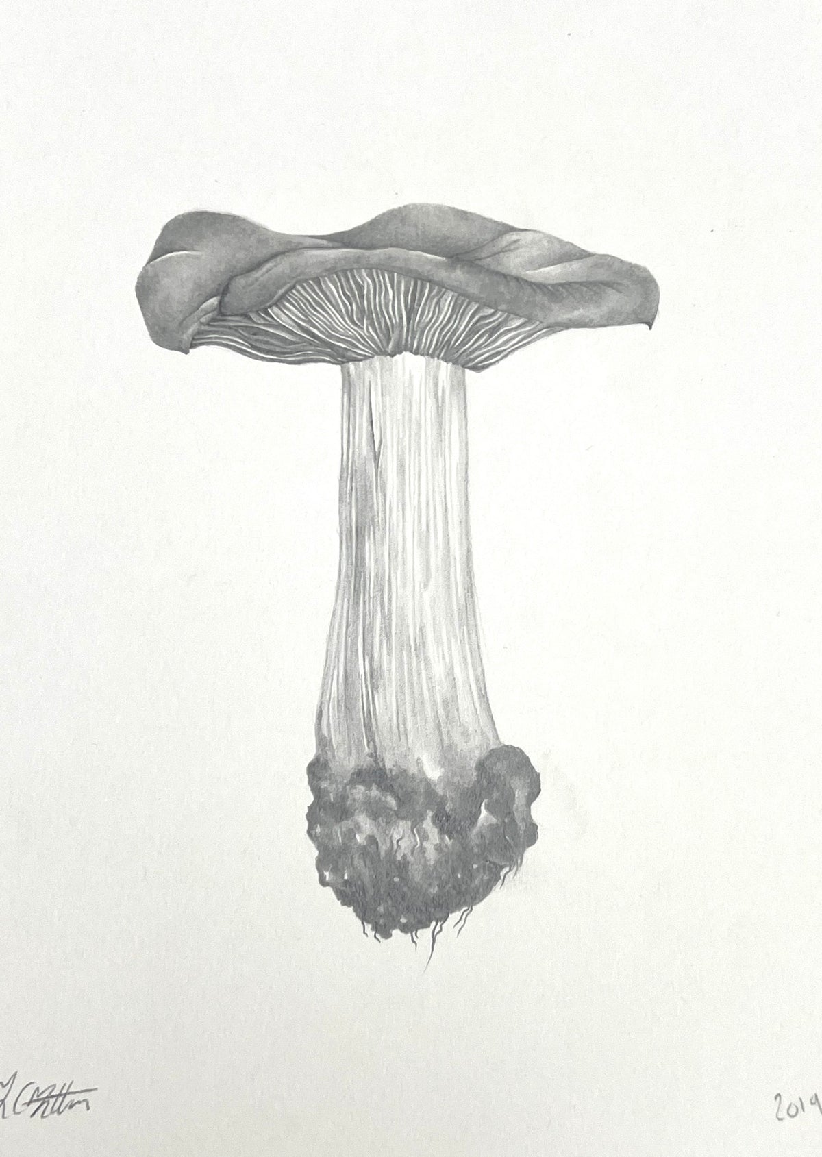 Lauren Fitton original artwork mushroom  drawing