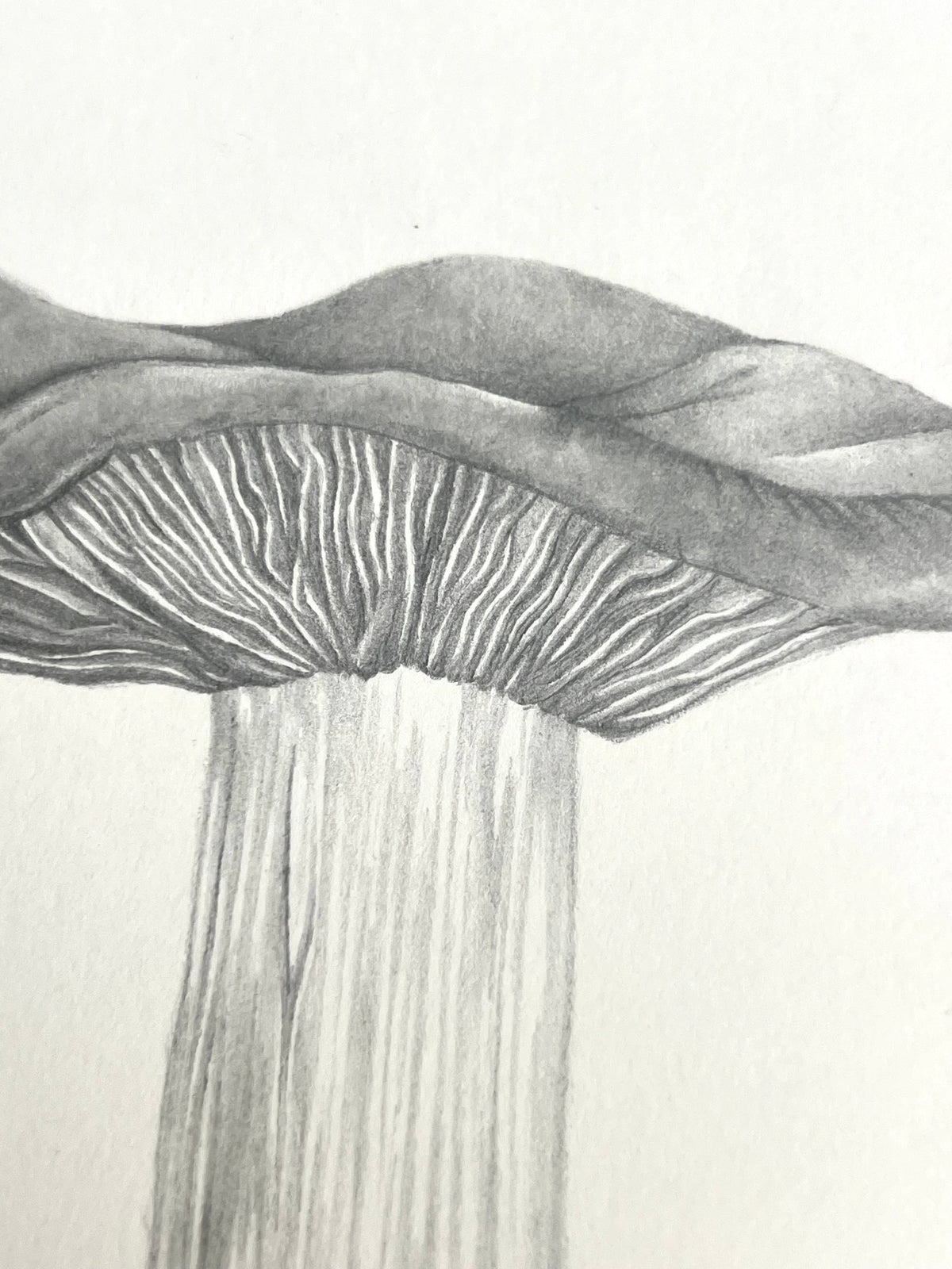 Lauren Fitton original artwork mushroom  drawing