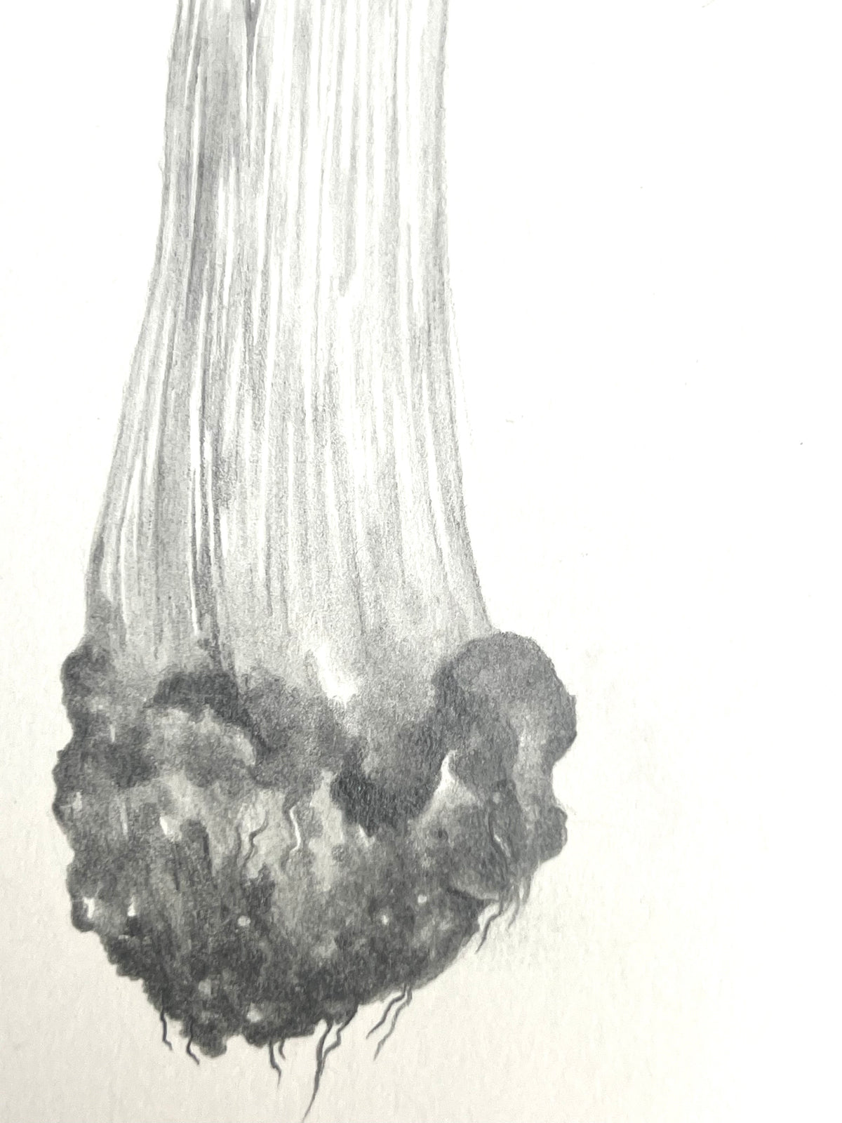 Lauren Fitton original artwork mushroom  drawing
