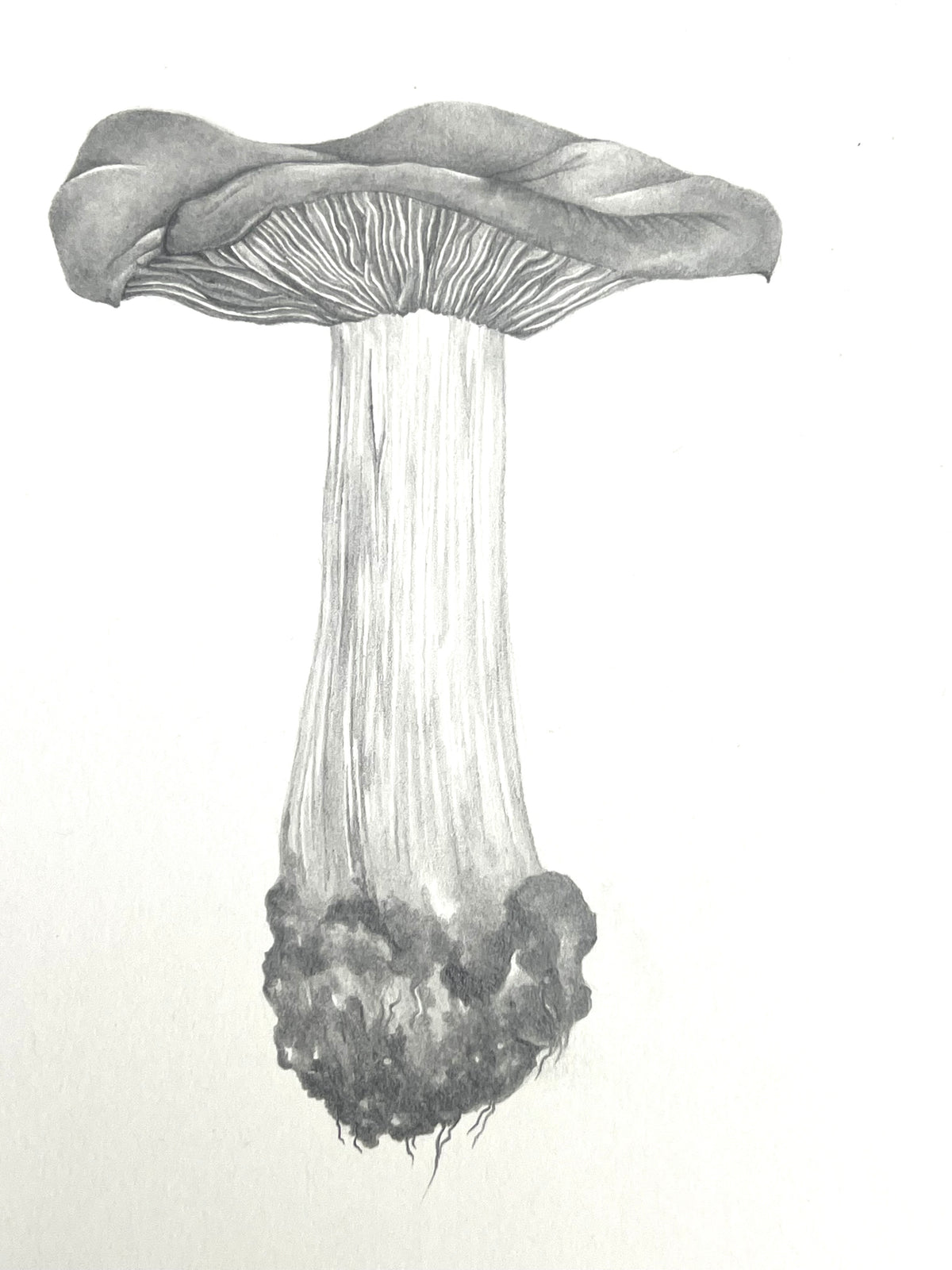 Lauren Fitton original artwork mushroom  drawing