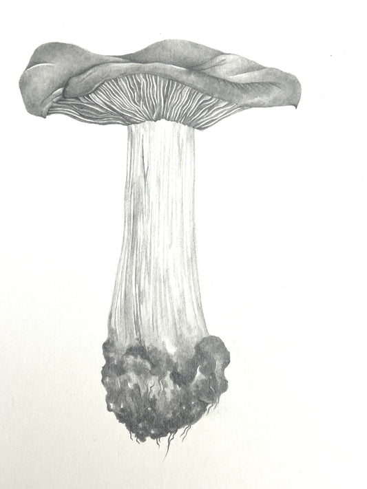 Lauren Fitton original artwork mushroom  drawing