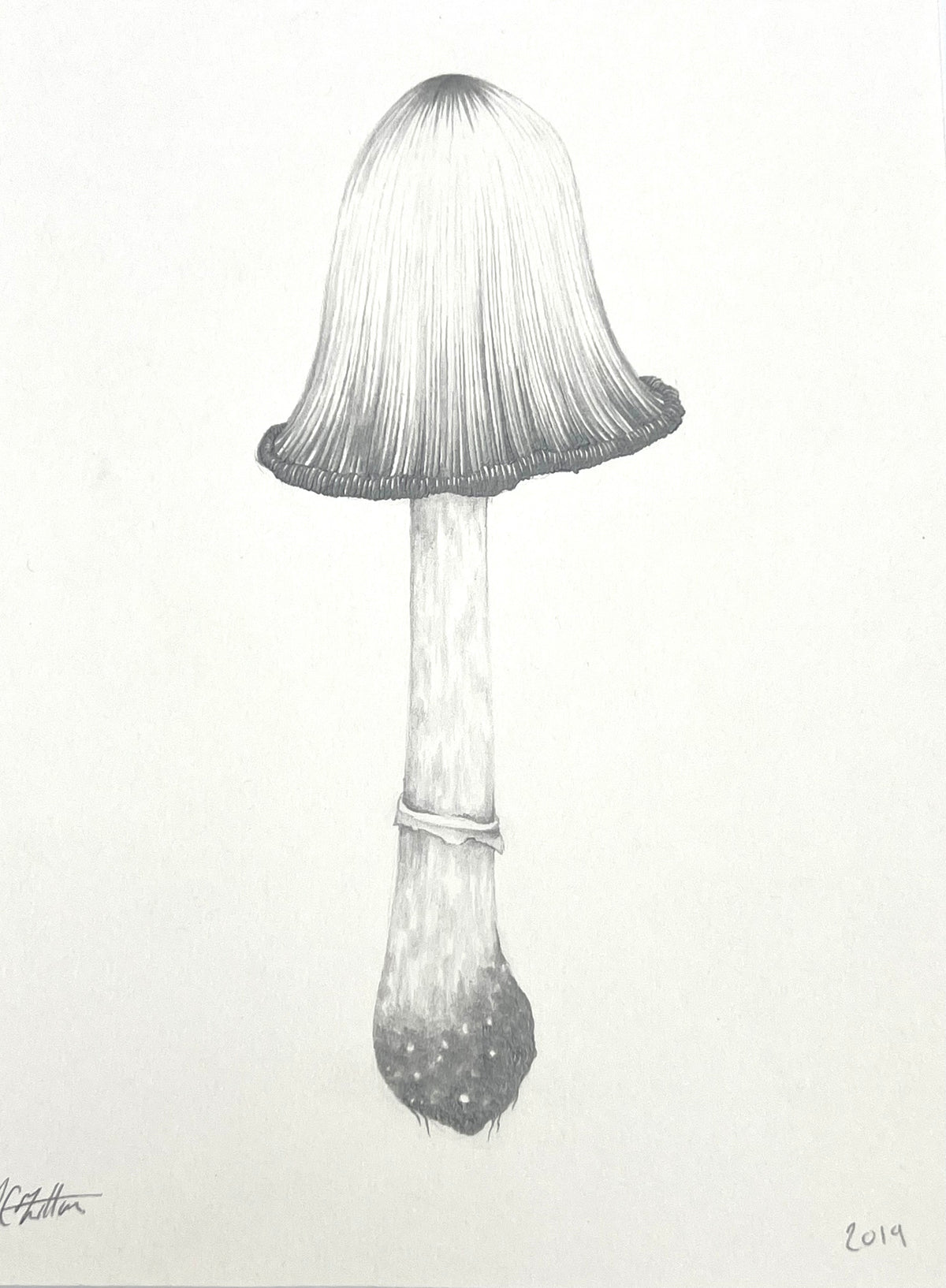 Lauren Fitton original artwork mushroom  drawing
