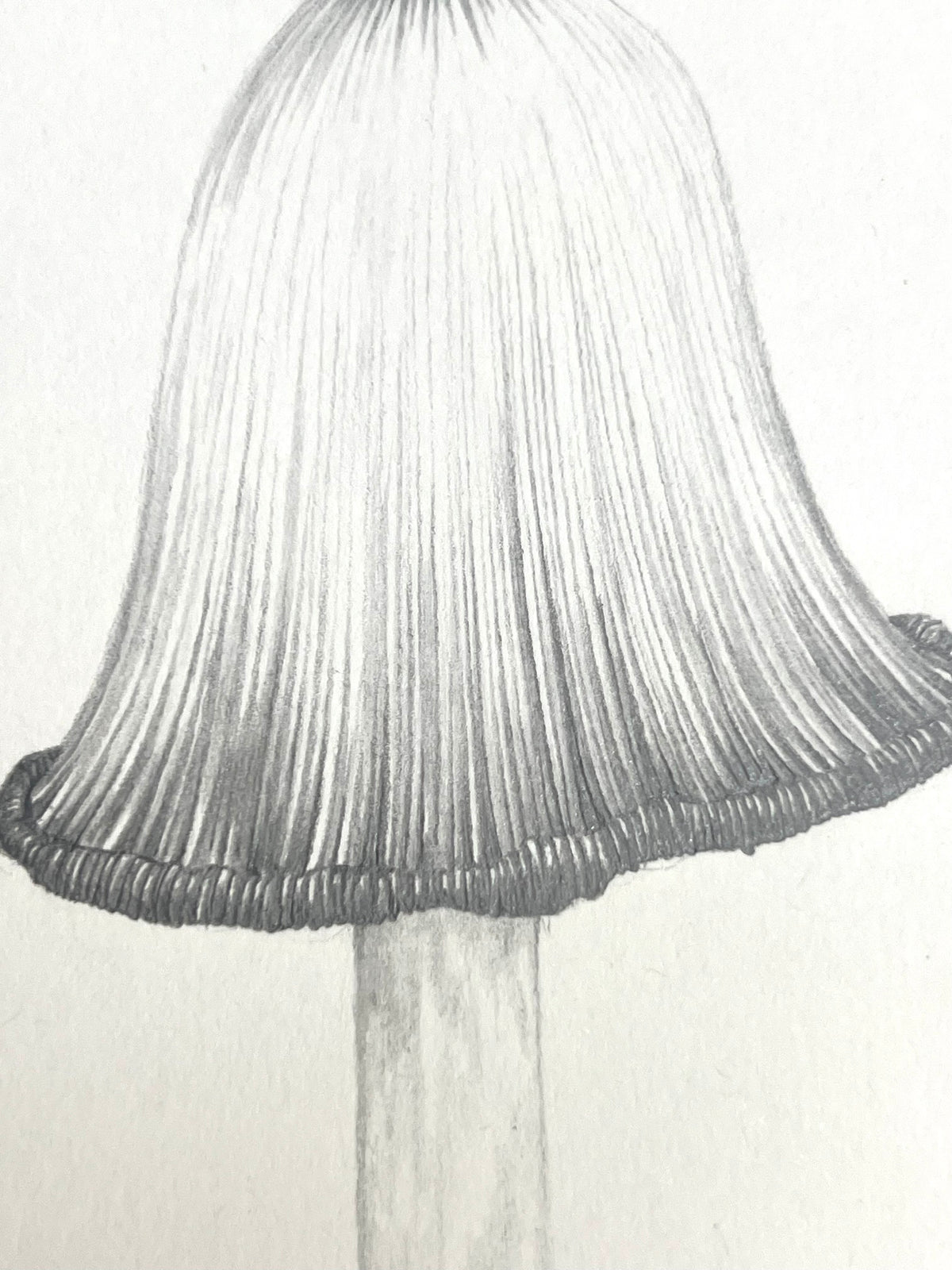Lauren Fitton original artwork mushroom  drawing
