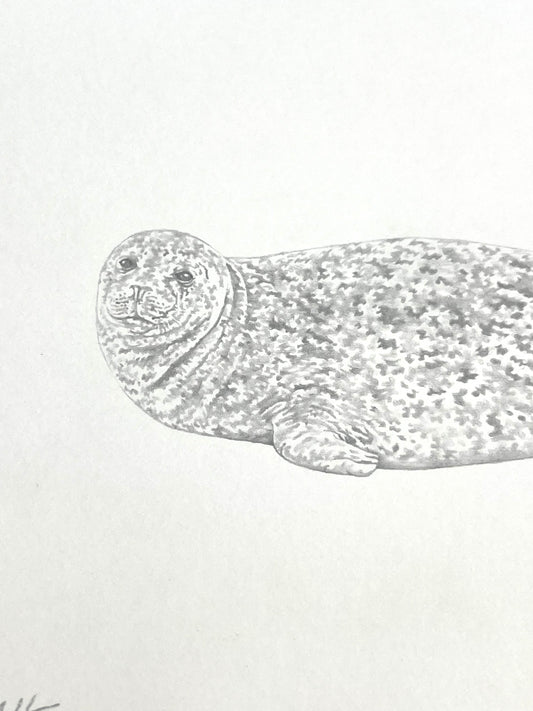 Lauren Fitton original artwork - seal