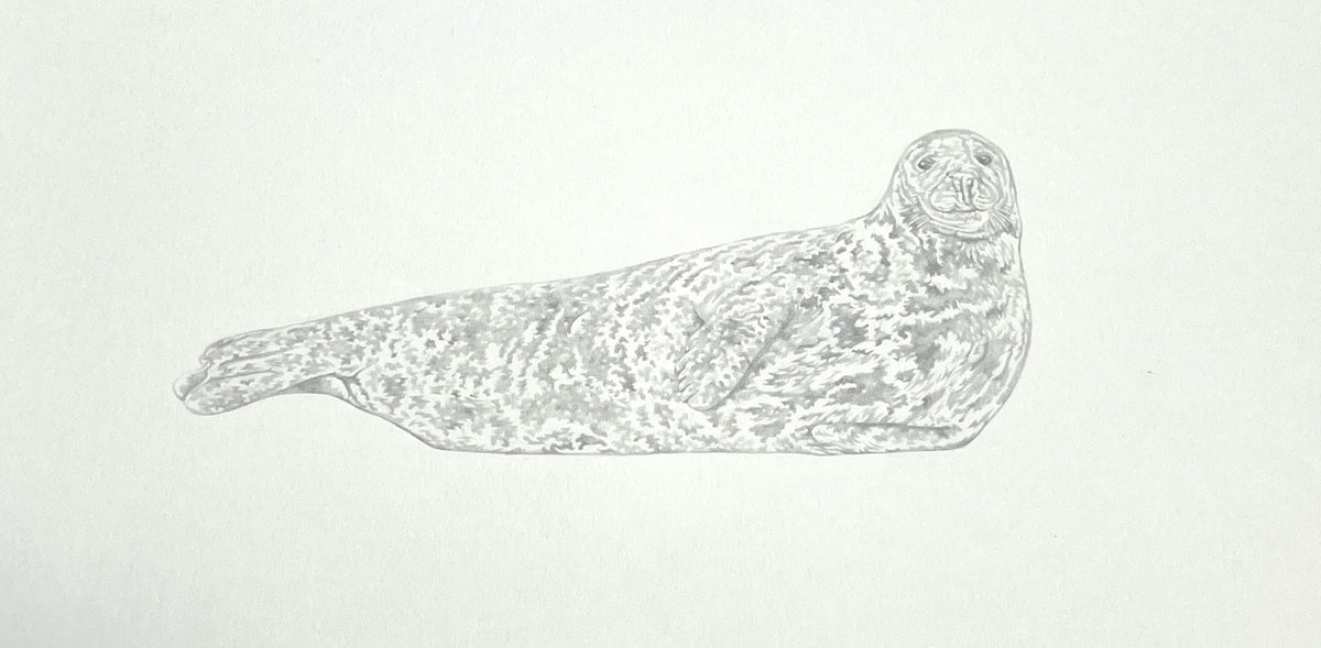 Lauren Fitton original artwork - seal