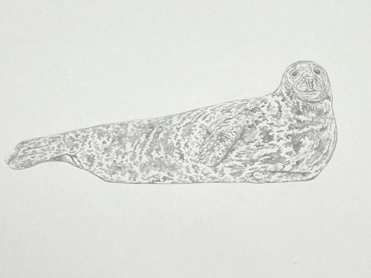 Lauren Fitton original artwork -  seal