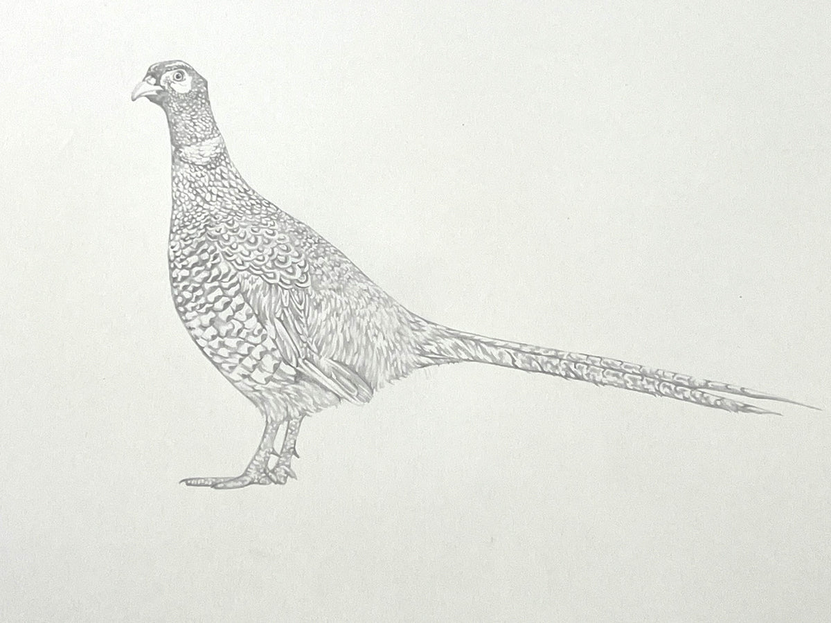 Lauren Fitton original artwork pheasant drawing