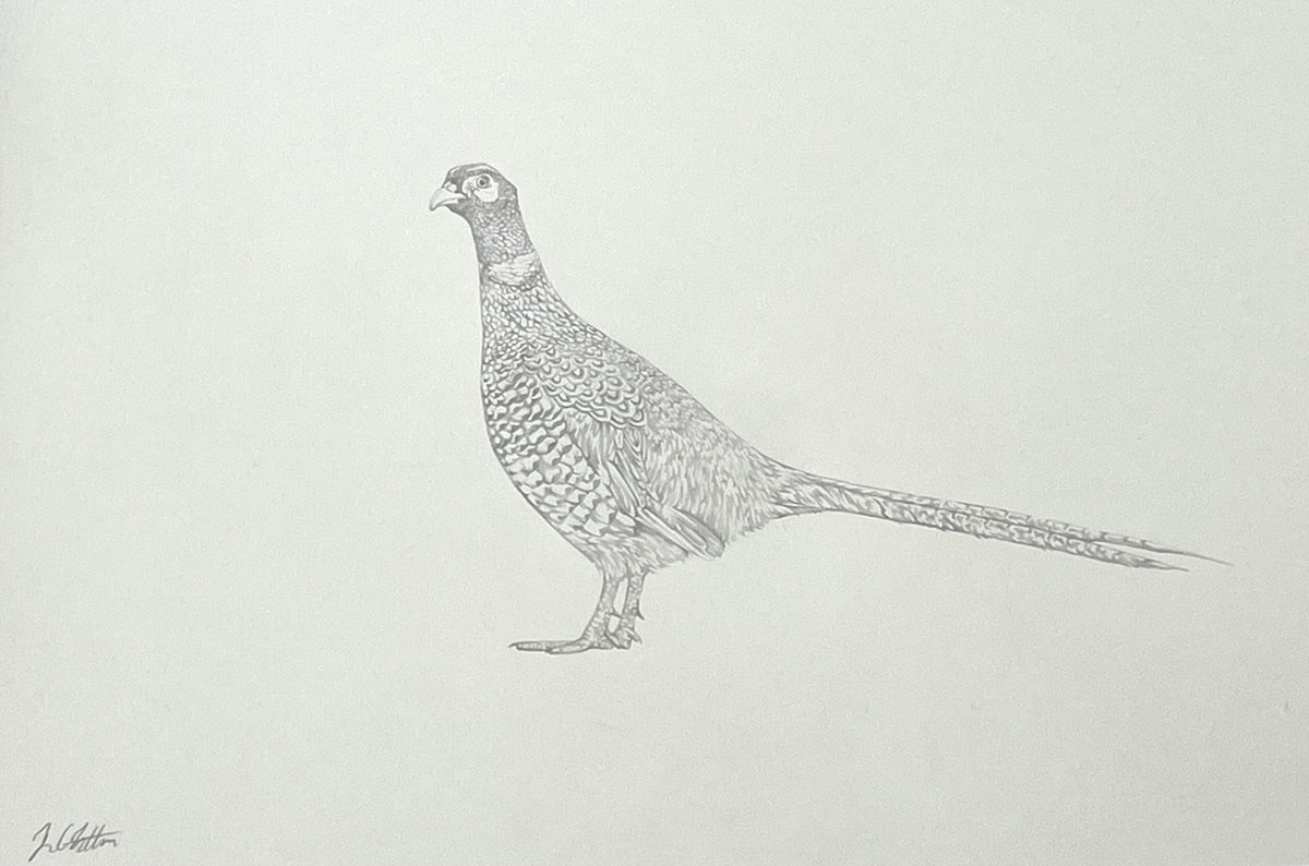 Lauren Fitton original artwork pheasant drawing