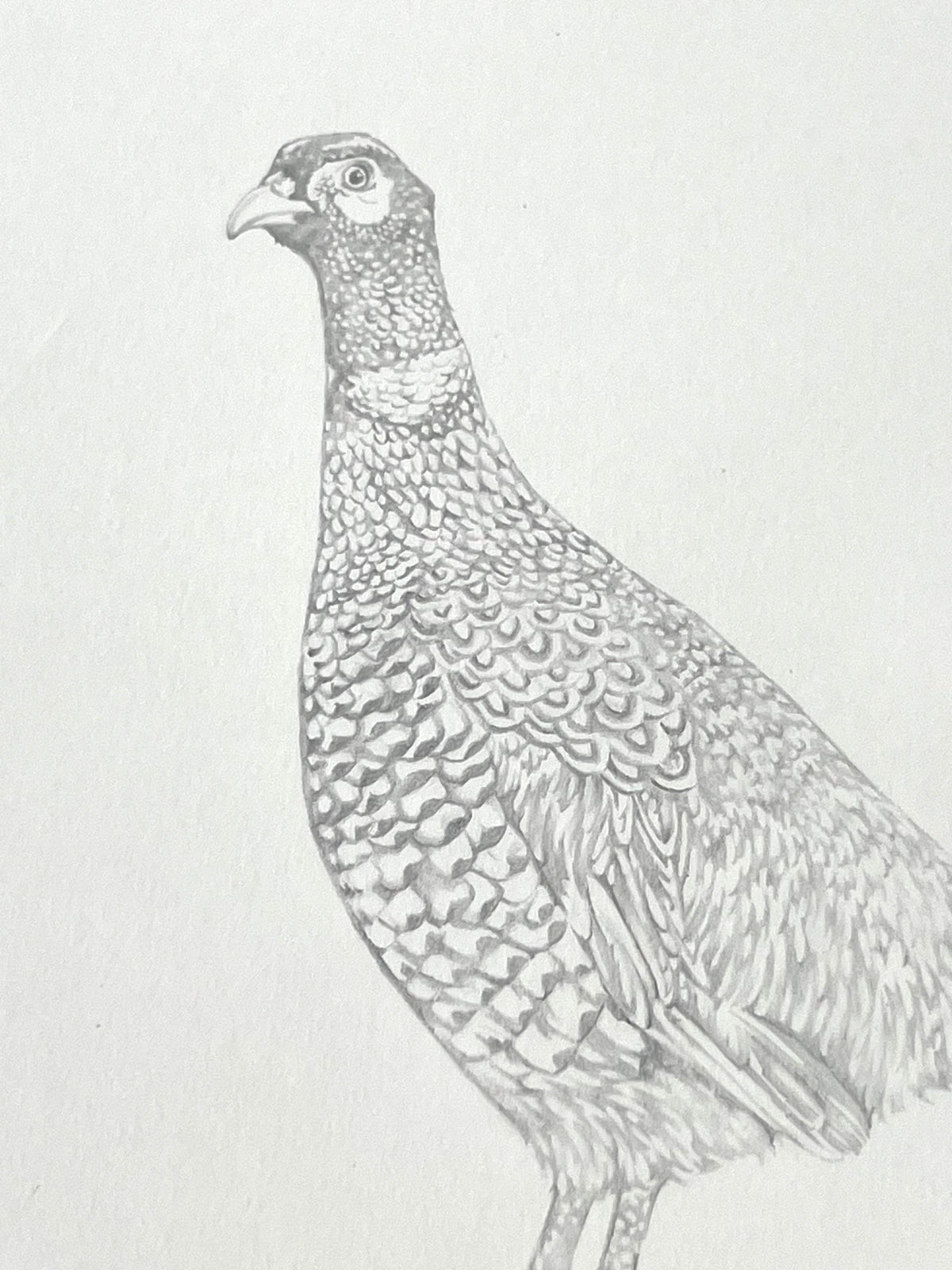 Lauren Fitton original artwork pheasant drawing