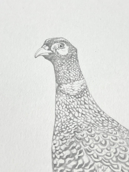 Lauren Fitton original artwork pheasant drawing